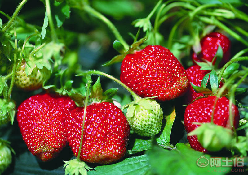 新鄉(xiāng)市俊彬有機蔬果種植專業(yè)合作社 采摘體驗與優(yōu)質(zhì)產(chǎn)品一站式服務(wù)